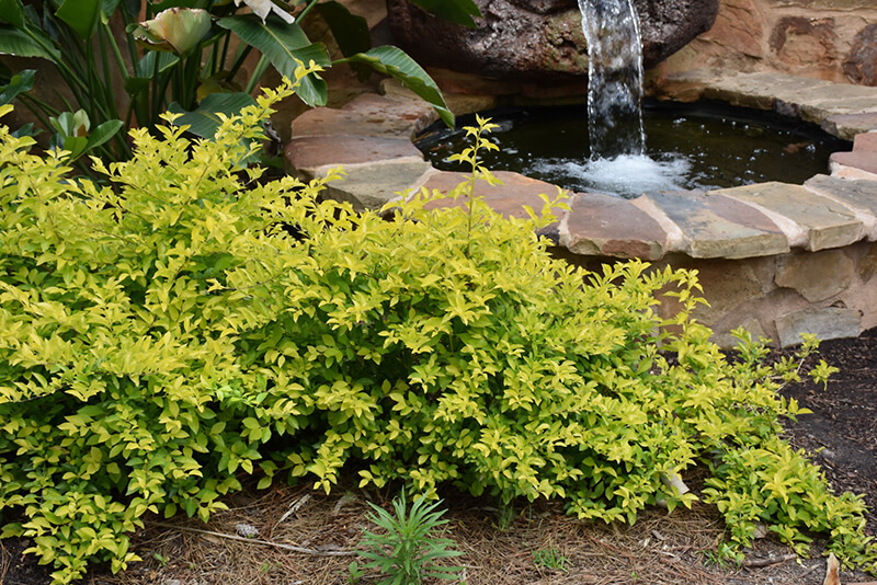 Duranta erecta 'Cuban Gold'